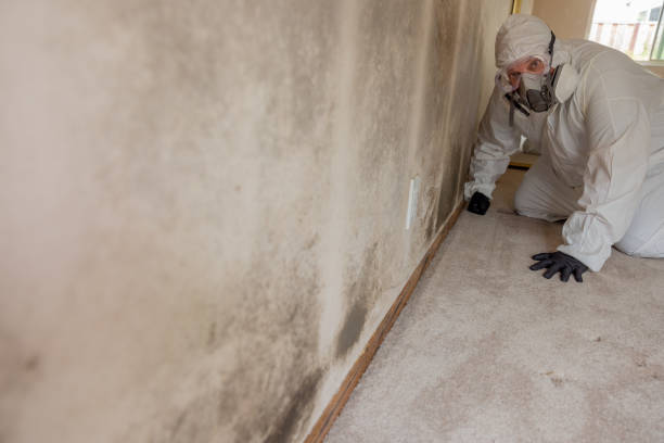 Best Water Damage & Mold Remediation  in Warner Robins, GA